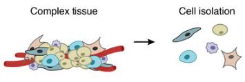 一個復雜的組織被分解成單個細胞。DROP-SEQ